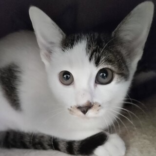 何事もゆっくりな美猫のキジ白夏ちゃん❣️