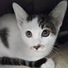 何事もゆっくりな美猫のキジ白夏ちゃん❣️ サムネイル1