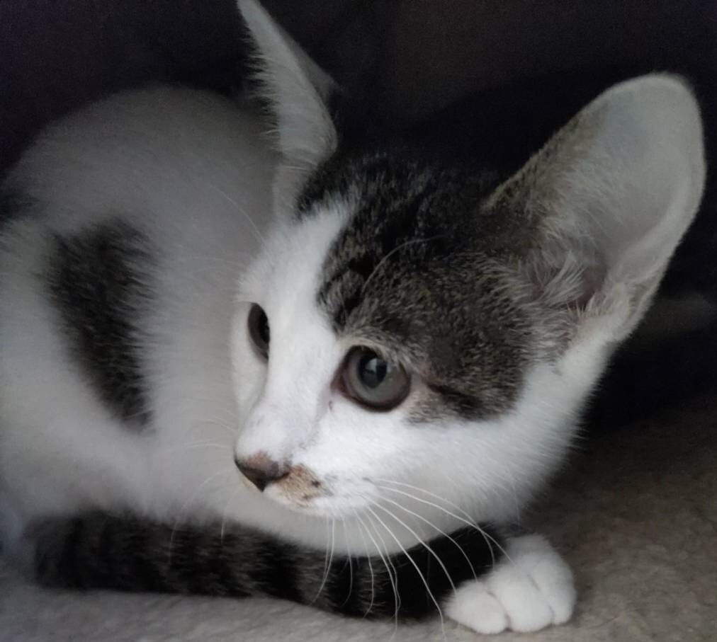 何事もゆっくりな美猫のキジ白夏ちゃん❣️ サムネイル2