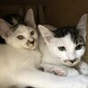 何事もゆっくりな美猫のキジ白夏ちゃん❣️ サムネイル4