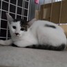 何事もゆっくりな美猫のキジ白夏ちゃん❣️ サムネイル5