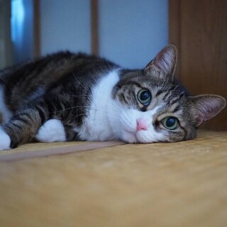 大きな瞳とぽっちゃりボディ❤︎ラム子ちゃん