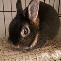 極小うさぎのクロミちゃん