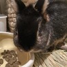 極小うさぎのクロミちゃん サムネイル4