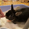 極小うさぎのクロミちゃん サムネイル5