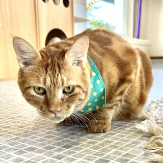 FIVキャリア　人懐こい茶トラ「ライライ」