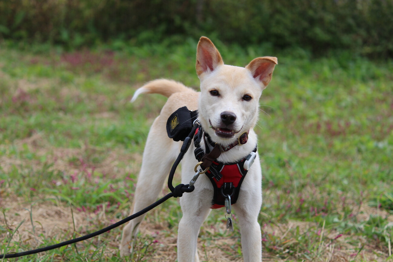ワンコ大好きでフレンドリーなぐらちゃん♡ サムネイル2