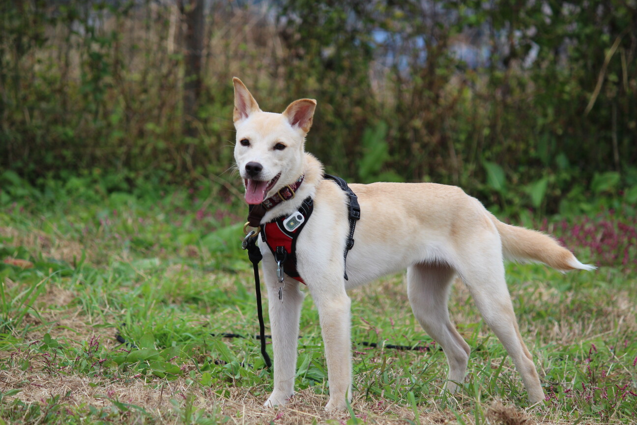 ワンコ大好きでフレンドリーなぐらちゃん♡ サムネイル3