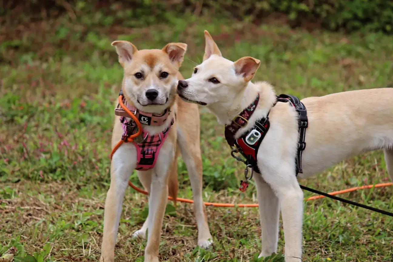 ワンコ大好きでフレンドリーなぐらちゃん♡ サムネイル4