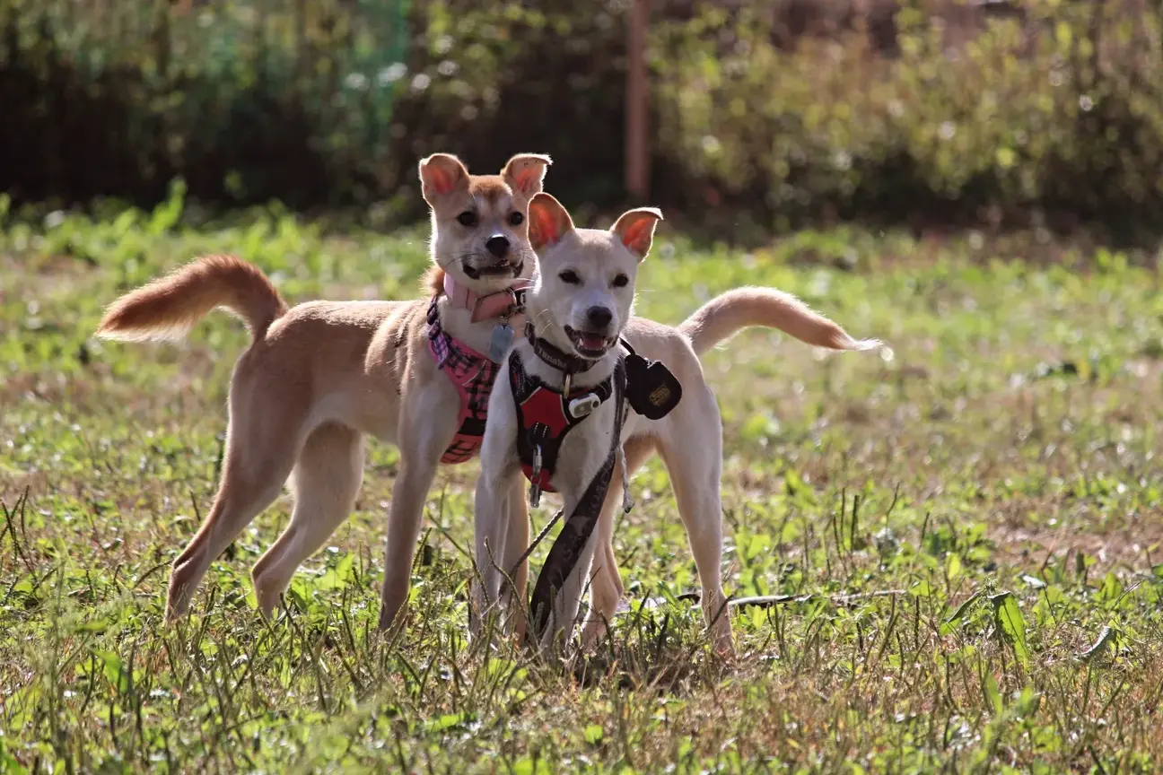 ワンコ大好きでフレンドリーなぐらちゃん♡ サムネイル5