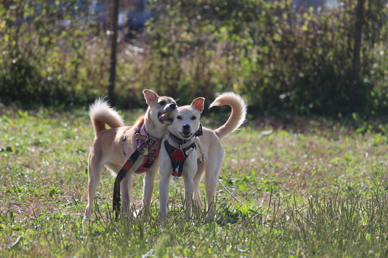 ワンコ大好きでフレンドリーなぐらちゃん♡ サムネイル6