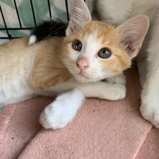 可愛い尻尾の茶白 ワルサー君３ヶ月