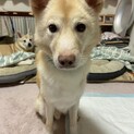 子犬みたいなサイくん
