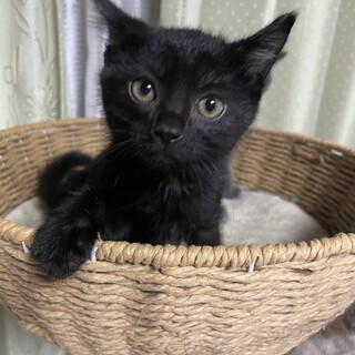 4兄弟♡少しビビリなくろ助くん