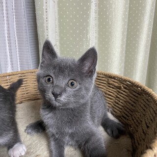 むっちり可愛い♡グレ吉くん