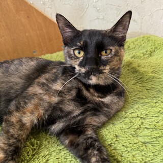 生後6ヶ月のサビ猫「わさび」