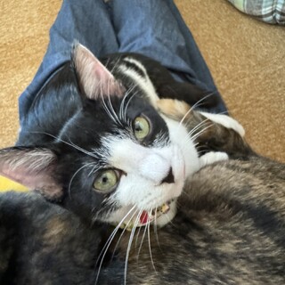 甘えん坊ハチワレ猫6ヶ月「おかか」