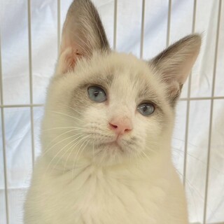 動物病院の保護猫・シャム風性格も満点な梨くん♪