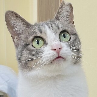 動物病院の保護猫・小柄なさなえちゃん