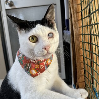 超ヤンチャ猫　「スピ」