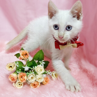 ブルーアイの白シャム！好奇心旺盛『ぽよ君』２ヶ月半