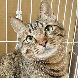 動物病院の保護猫・癒やしのふみお君はコネコネ職人☆