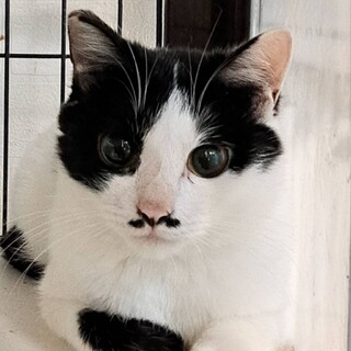 八割れのちょびひげボーイ　アマレくん