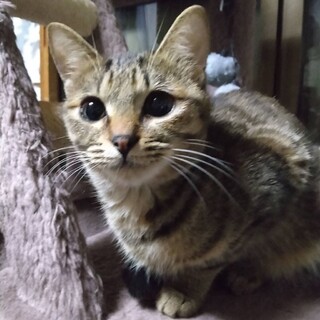 おもちゃ楽しくなってきたよ　　ビビちゃん