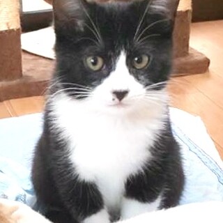 海で段ボールから保護❗️白黒ハチワレおきゃんな女子