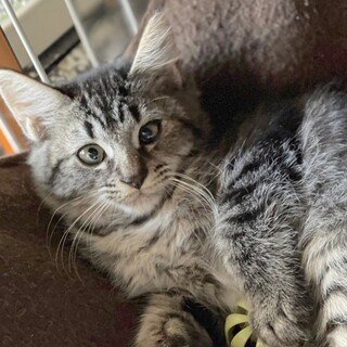 動物病院の保護猫・ふわふわちっちゃな長毛さん♪