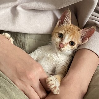 生後2ヶ月　元気いっぱい甘えん坊な女の子