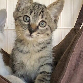 無邪気で可愛いきょうだい★キキくん