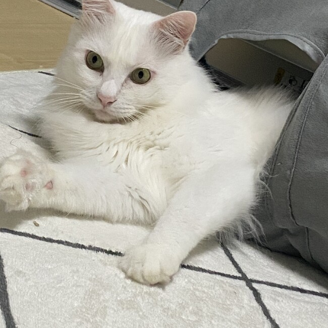 ちゃーちゃののカバー写真