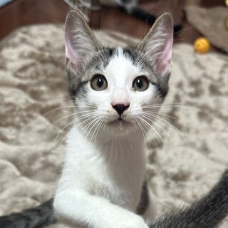 人馴れ抜群！元気な甘えん坊☆しょっぴー