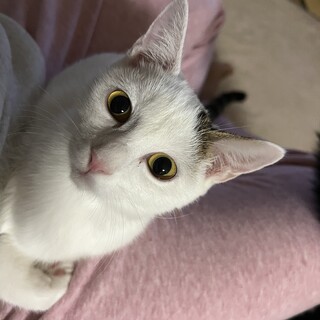 お刺身を手で食べるふぅちゃん