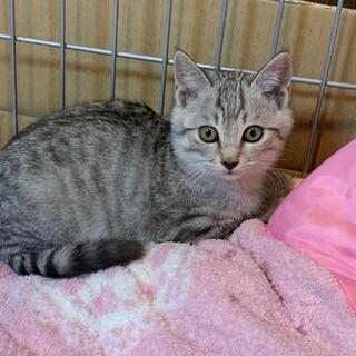 【12/10東銀座】チェロくん★4ヵ月♪