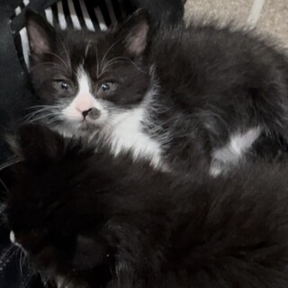 生後2ヶ月前後。ハチワレ姉妹。(1匹ずつ譲渡も可)