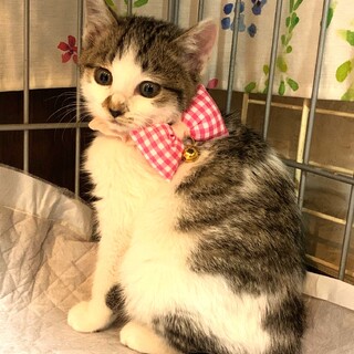 【12/10東銀座】ピッコロちゃん★４ヵ月♪