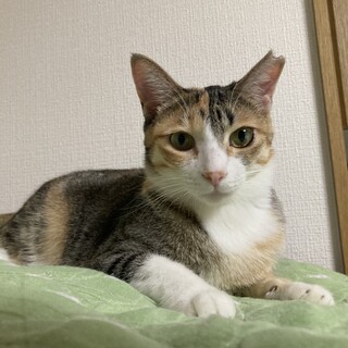 お姫気質のみぃちゃん❤︎抱っこ大好き