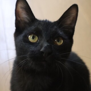 おとぼけな黒猫のリッター君はスタイル抜群❣️