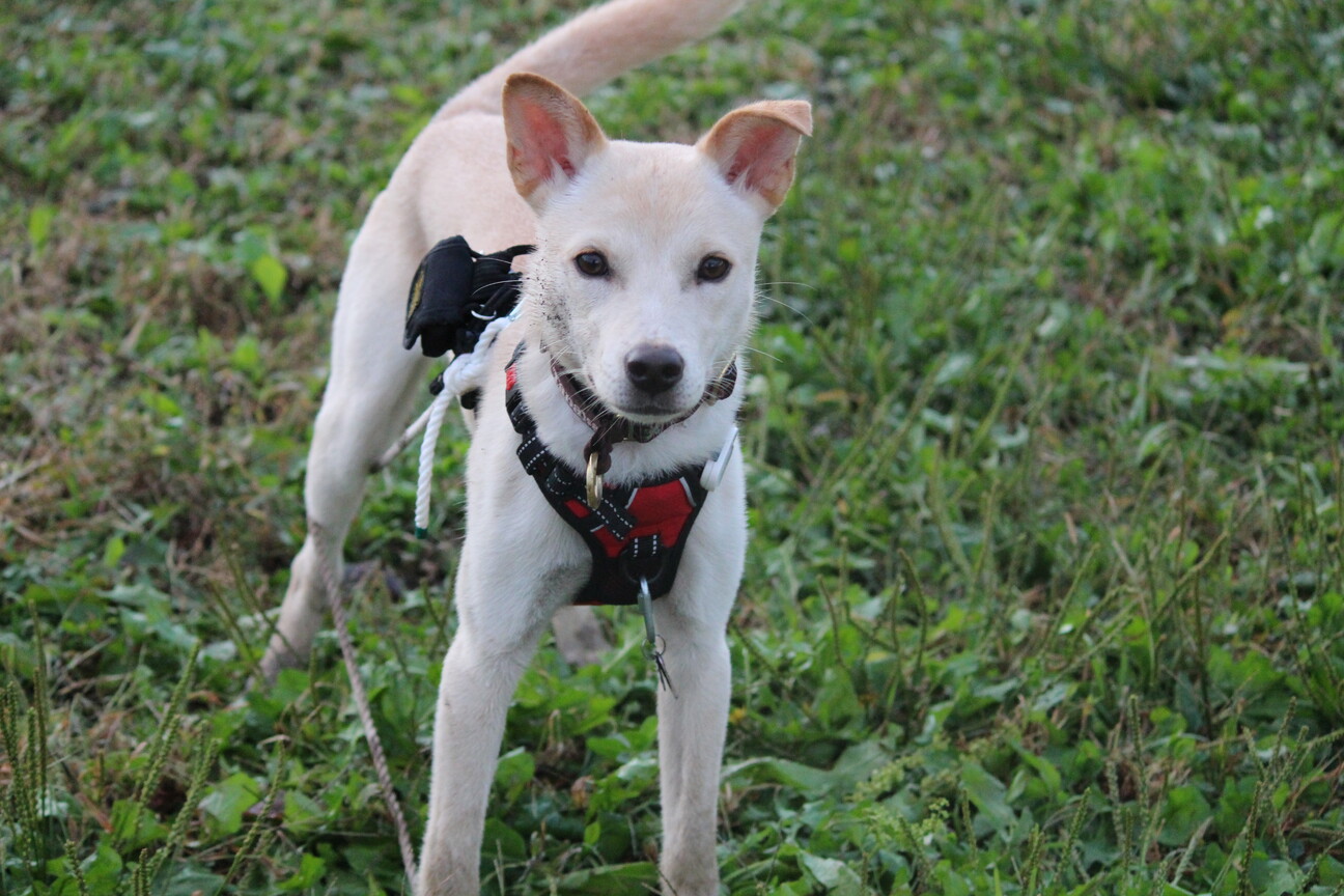 ワンコ大好きでフレンドリーなぐらちゃん♡ サムネイル7