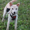 ワンコ大好きでフレンドリーなぐらちゃん♡ サムネイル7