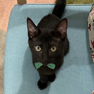 甘えん坊の黒猫男子双葉くん