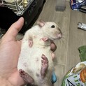 サイアミーズラット　3ヶ月