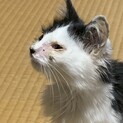 雑種の3匹の人懐っこい子猫
