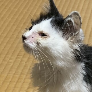 雑種の3匹の人懐っこい子猫