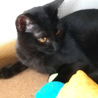 可愛い黒猫ちゃん♂ラルゴ