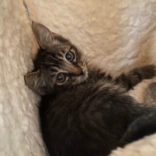 11/12 さいたま市桜区譲渡会　ジェシー君