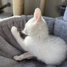 右後ろ足、ボルト手術を頑張った白猫の女の子♀ サムネイル7