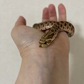シシバナヘビ　1歳5ヶ月の子
